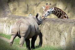 Hươu cao cổ bất ngờ trao nụ hôn cho chú tê giác dễ mến. (Nguồn: REX)