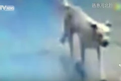 [Video] Con chó nổi điên cắn hơn 30 người giữa phố đông đúc