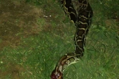 Con trăn bị bắn hạ. (Nguồn: Daily Mail)