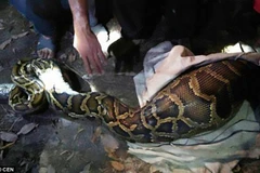 Con dê bị nuốt chửng. (Nguồn: CEN)