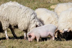 Sức khỏe của con lợn vẫn hoàn toàn bình thường. (Nguồn: Daily Mail)