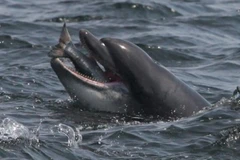 Ảnh minh họa. (Nguồn: Rex)