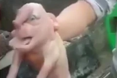 Vẻ ngoài đáng sợ của con lợn. (Nguồn: Daily Mail)