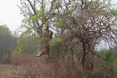 Con hổ cố vồ lấy chú khỉ con. (Nguồn: Daily Mail)