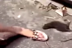 Con chuột chuẩn bị lao về phía người phụ nữ. (Nguồn: YouTube)