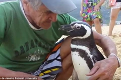 Ông de Souza chơi đùa với con chim cánh cụt. (Nguồn: Daily Mail)