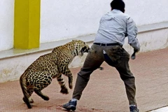 Con báo tấn công ông Gubbi. (Nguồn: EPA)