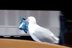 Con mòng biển lấy trộm gói khoai tây. (Nguồn: Daily Mail)