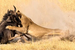 Con linh dương giật mình khi thấy chú sư tử lao tới. (Nguồn: Caters News Agency)