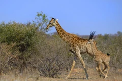 Khoảnh khắc thú vị của hai mẹ con hươu cao cổ. (Nguồn: Caters News Agency)