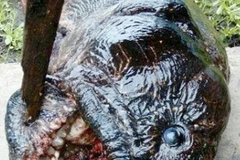 Vẻ ngoài khá đáng sợ của con cá. (Nguồn: CEN)