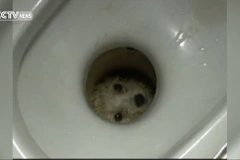 Chú chó khóc mếu máo vì bị mắc kẹt. (Nguồn: CCTV)