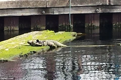 Đống dây thừng có hình dáng bên ngoài giống con cá sấu. (Nguồn: Daily Mail)