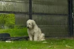 Chú chó đáng thương chờ đợi người chủ cũ 'trở về.' (Nguồn: CEN)