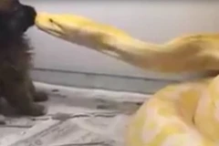 Con trăn vàng nuốt chửng chú chó. (Nguồn: YouTube)