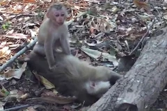 Khỉ con cố lay mẹ dậy. (Nguồn: YouTube)