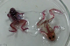 Những con ếch có da trong suốt. (Nguồn: CEN)