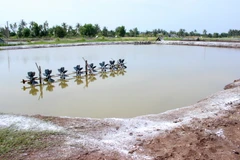 (Ảnh minh họa: Huỳnh Thế Anh/TTXVN)