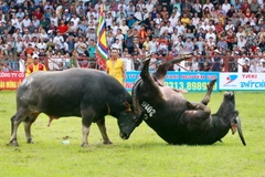 Trâu số 28 giành chiến thắng trước trâu số 4 tại trận bán kết. (Ảnh: Lâm Khánh/TTXVN)