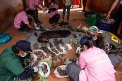Xác của những chú hổ con ở Đền Wat Pha Luang Ta Bua. (Nguồn: Getty)