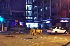 Con sư tử đi trên phố. (Nguồn: Caters News)