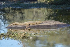 Con cá sấu sông Nile nhỏ trườn lên lưng hà mã để thư giãn vì nó nghĩ rằng đó là tảng đá. (Nguồn: Caters News Agency)