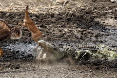 Cá sấu ra đòn nhanh như chớp. (Nguồn: Caters News Agency)