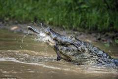 Chú cá sấu đã xơi tái cả hai con mồi. (Nguồn: Caters News Agency)