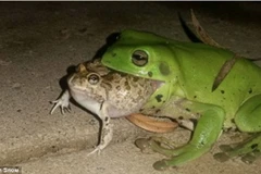 Con ếch cố ăn thịt chú cóc. (Nguồn: Callan Snow)