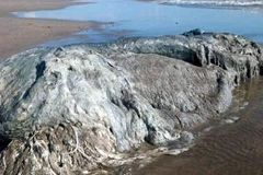 Xác của sinh vật biển kì lạ. (Nguồn: Daily Mail)