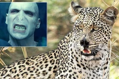 Chiếc mũi đặc biệt không hề ảnh hưởng tới sức khỏe cũng như khả năng săn mồi của con báo. (Nguồn: Caters News Agency) 