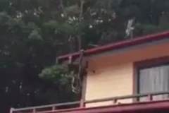 Hai con trăn chiến đấu với nhau. (Nguồn: Daily Mail)