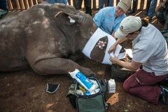 Hope được các bác sỹ chữa trị. (Nguồn: AFP)