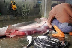 Hai con cá mập mẹ đã bị mắc vào lưới đánh cá vào hôm 13, 14/6 và không qua khỏi. (Nguồn: CEN)