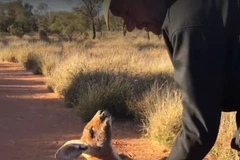 Johanssen không cho người chủ mình rời xa nó. (Nguồn: Daily Mail)