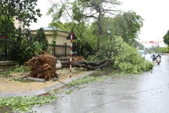 Cây xanh bị gãy, đổ trên địa bàn thành phố Phủ Lý, tỉnh Hà Nam. (Ảnh: Thanh Tuấn/TTXVN)