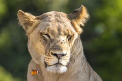 Con sư tử nhìn chằm chằm vào chú bướm. (Nguồn: Caters News Agency)