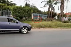 Con sư tử xuất hiện trên đường. (Nguồn: Daily Mail)