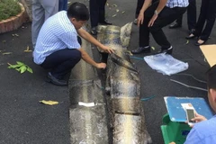 Da trăn khô bị phát hiện nhập lậu tại Sân bay quốc tế Tân Sơn Nhất. (Ảnh: Hoàng Hải/Vietnam+)