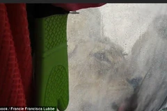 Hai con sư tử ngó vào trong lều. (Nguồn: Daily Mail)