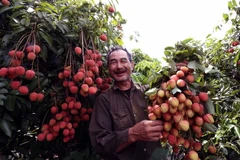 Thu hoạch vải chín sớm tại hộ nông dân Vũ Hữu Quyết, xã Thanh Bính. (Nguồn: Vũ Sinh/TTXVN)