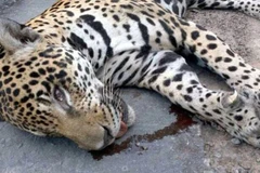 Quân đội đã buộc phải bắn hạ Juma để bảo vệ cho người lính. (Nguồn: Daily Mail)