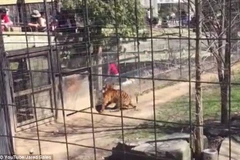 Con hổ cố vồ lấy người phụ nữ. (Nguồn: Daily Mail)