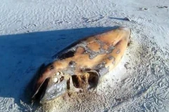 Những con cá voi đã chết một vài tháng bởi xác đang phân hủy. (Nguồn: Daily Mail)