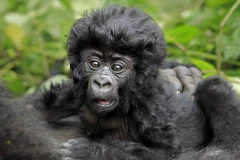 Chú khỉ đột này khoảng ba tuần tuổi. (Nguồn: Barcroft Media)