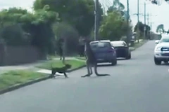 Cười chảy nước mắt với cuộc chiến giữa chuột túi và chú chó nhỏ