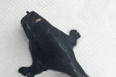 Con cá có vẻ ngoài kỳ dị. (Nguồn: Facebook)