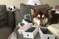 Coco bên 8 chiếc iPhone 7. (Nguồn: Weibo)