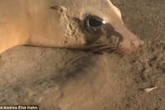 Hải cẩu mẹ kêu lớn khi thấy con mình không cử động. (Nguồn: Andrea Hahn)