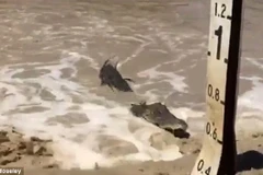 Con cá sấu tiến tới sát chiếc xe của Moseley. (Nguồn: Daily Mail)